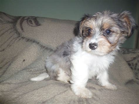 Post an Ad. . Puppies for sale in corpus christi